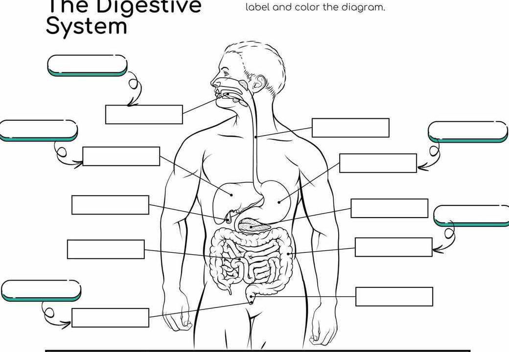 Digestive System Color Coding Label and color the diagram. The image is a