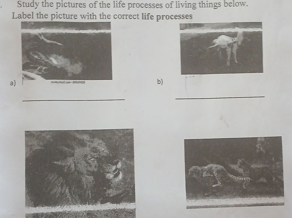 Study the pictures of the life processes of | StudyX