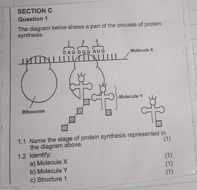 The diagram below shows a part of the | StudyX