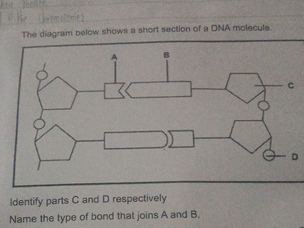 The diagram below shows a short section of a | StudyX