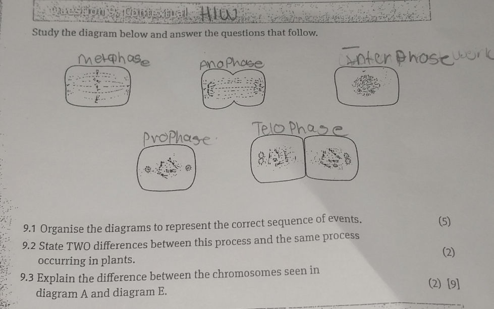 Study the diagram below and answer the | StudyX