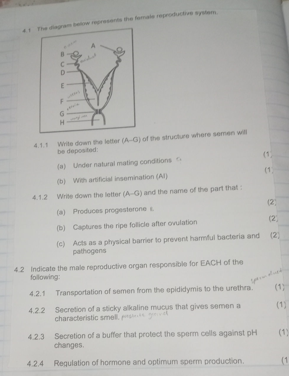 4.1 The diagram below represents the female | StudyX
