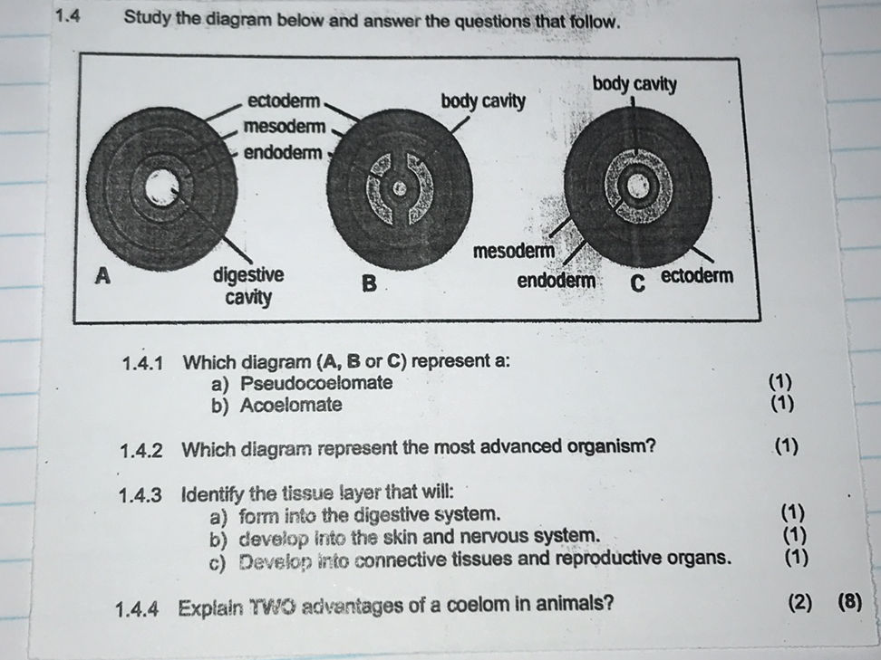 1.4 Study the diagram below and answer the | StudyX