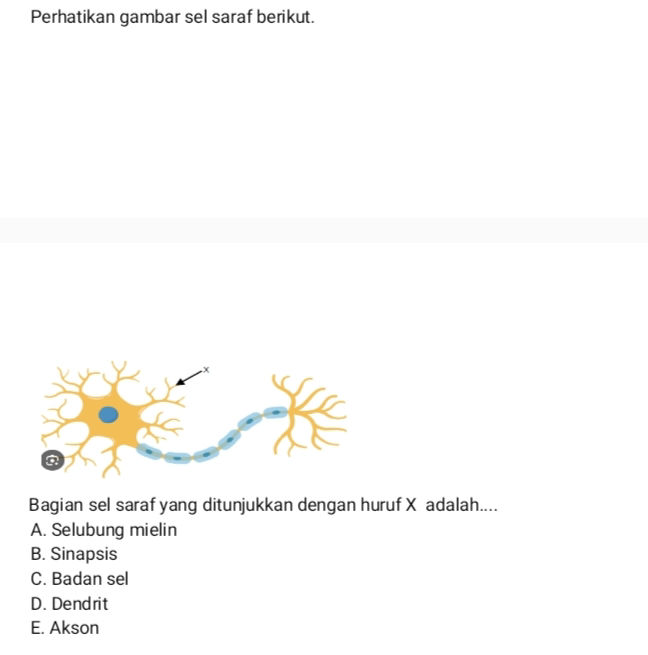 Perhatikan gambar sel saraf berikut. Bagian | StudyX