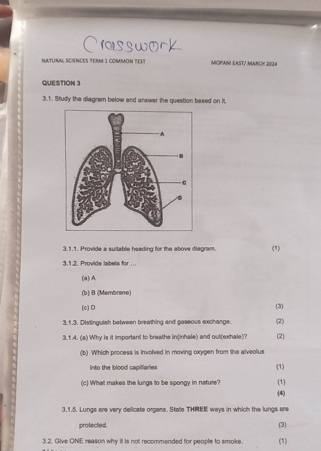3.1. Study the diagram below and answer the | StudyX