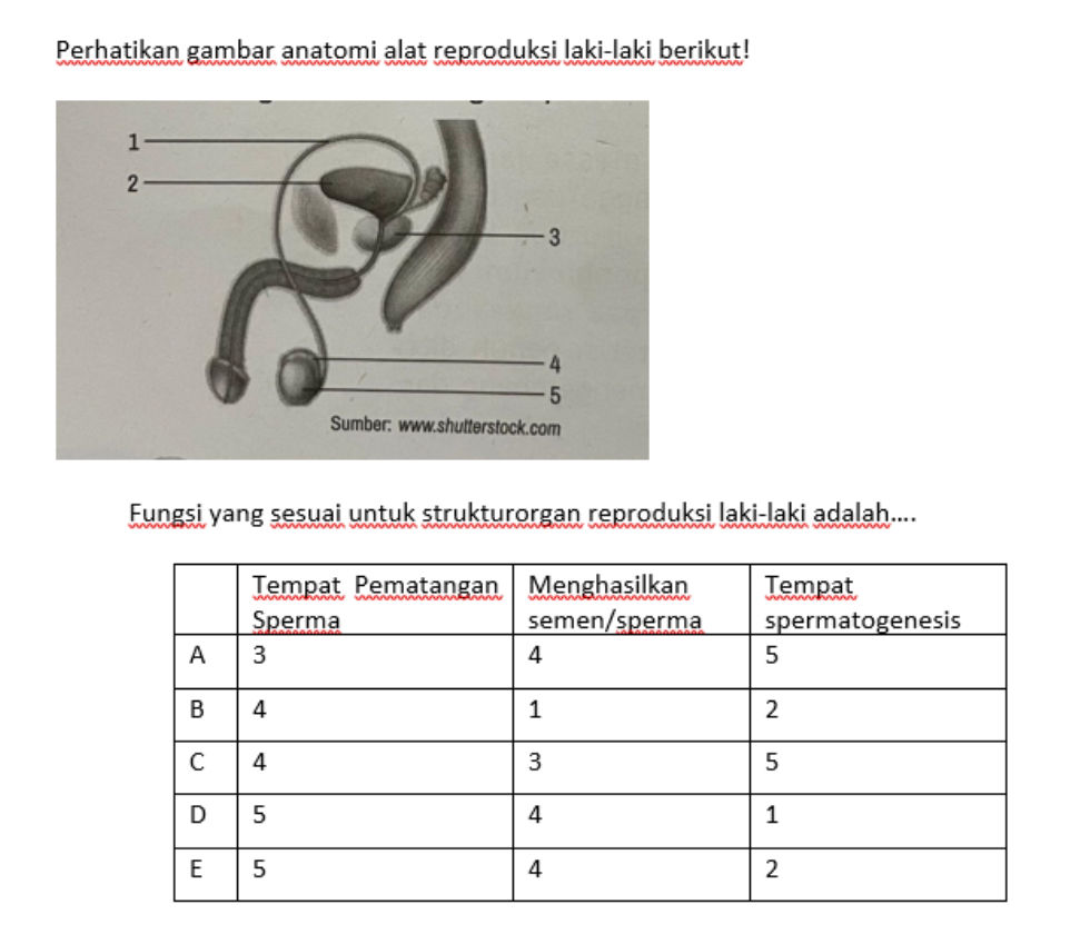 Perhatikan gambar anatomi alat reproduksi | StudyX