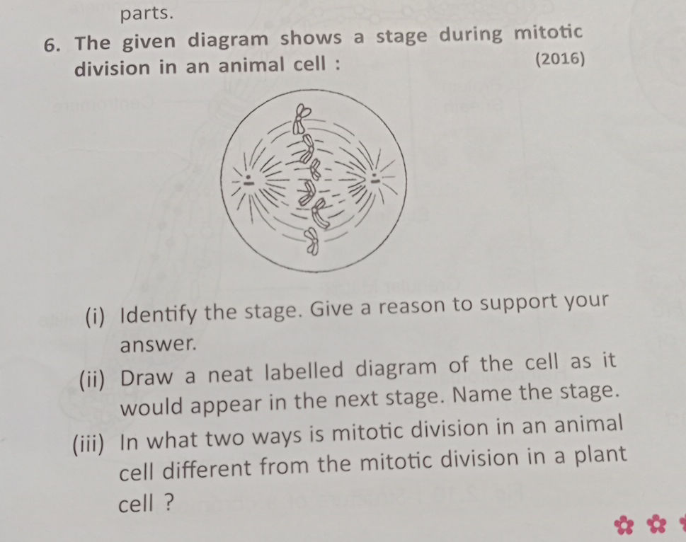 6. The given diagram shows a stage during | StudyX