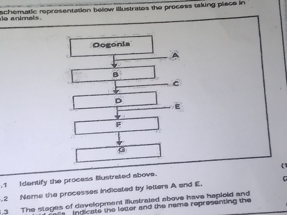 schematic representation below illustrates | StudyX
