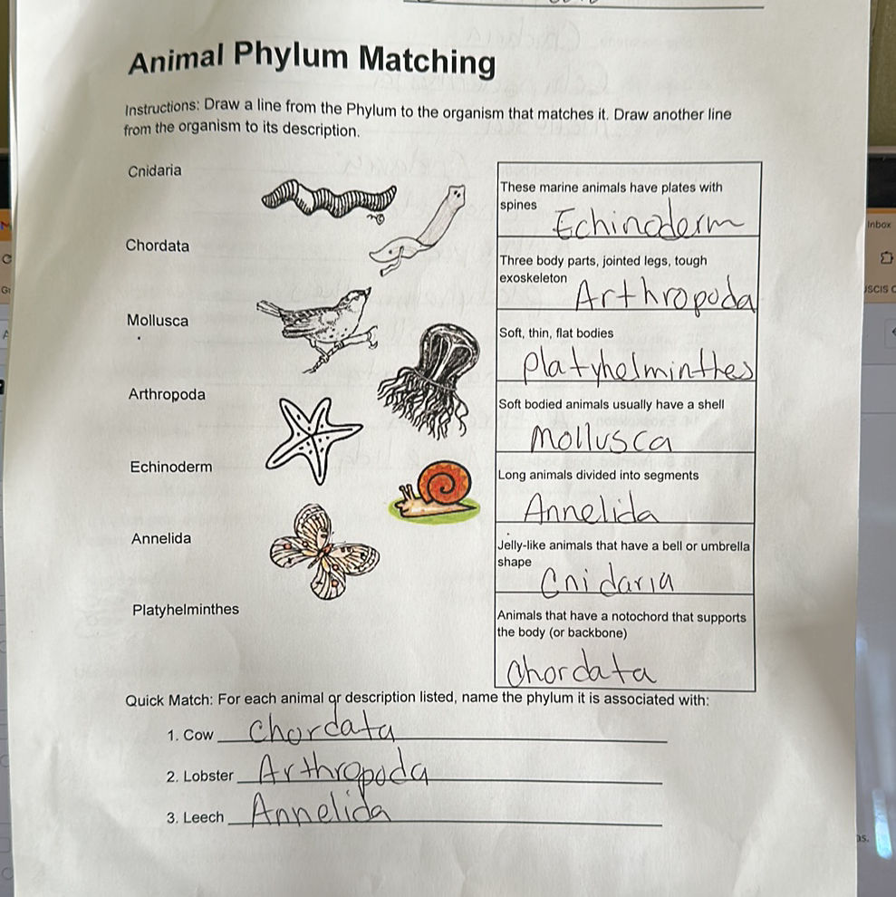 Animal Phylum Matching Instructions: Draw a | StudyX