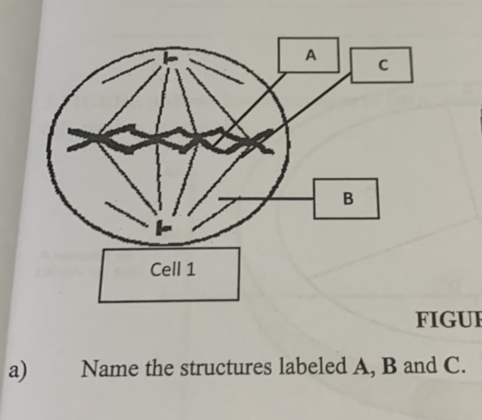 FIGUI a) Name the structures labeled A B | StudyX
