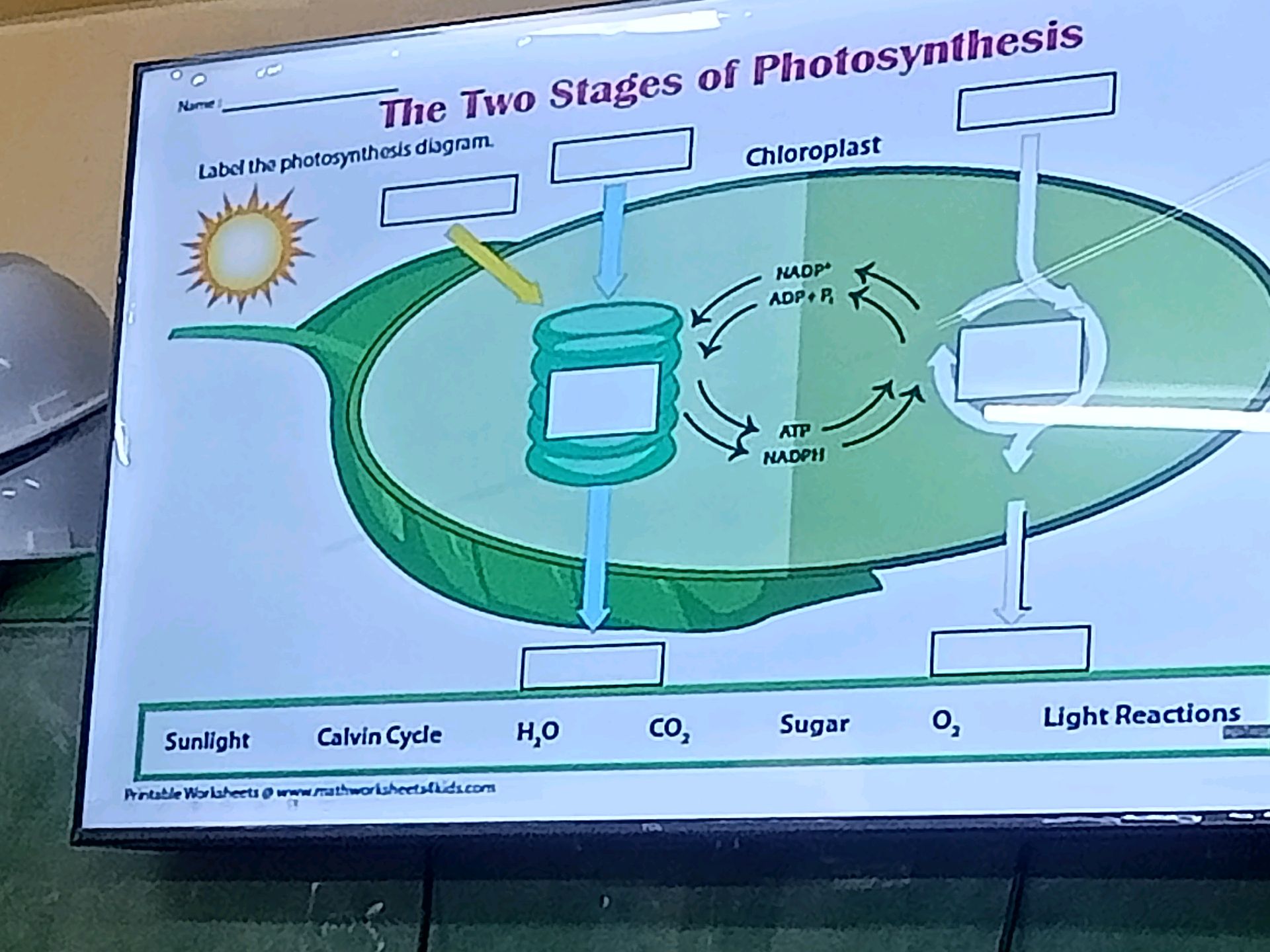 Label the photosynthesis diagram. Sunlight | StudyX
