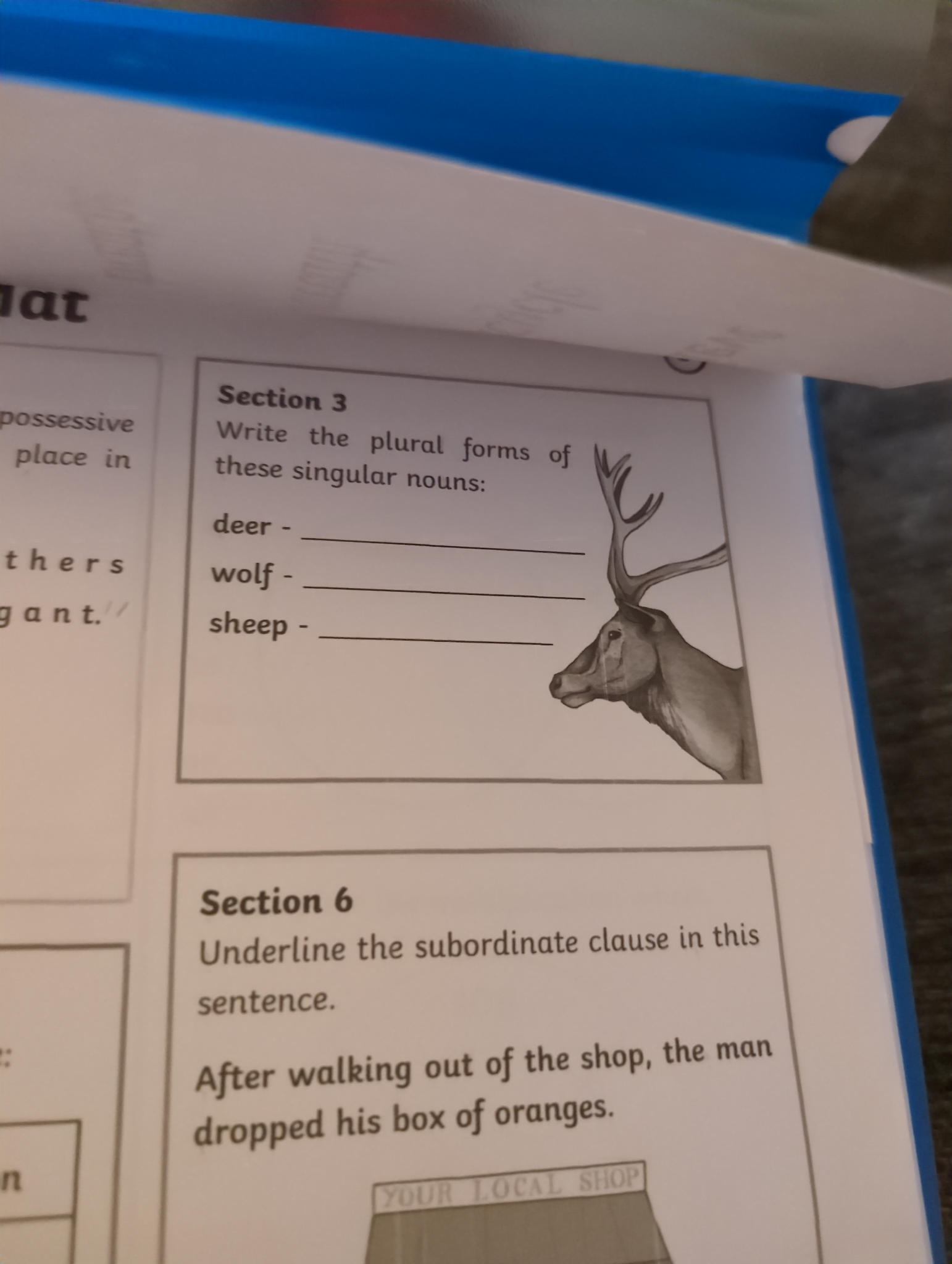 Write the plural forms of these singular | StudyX