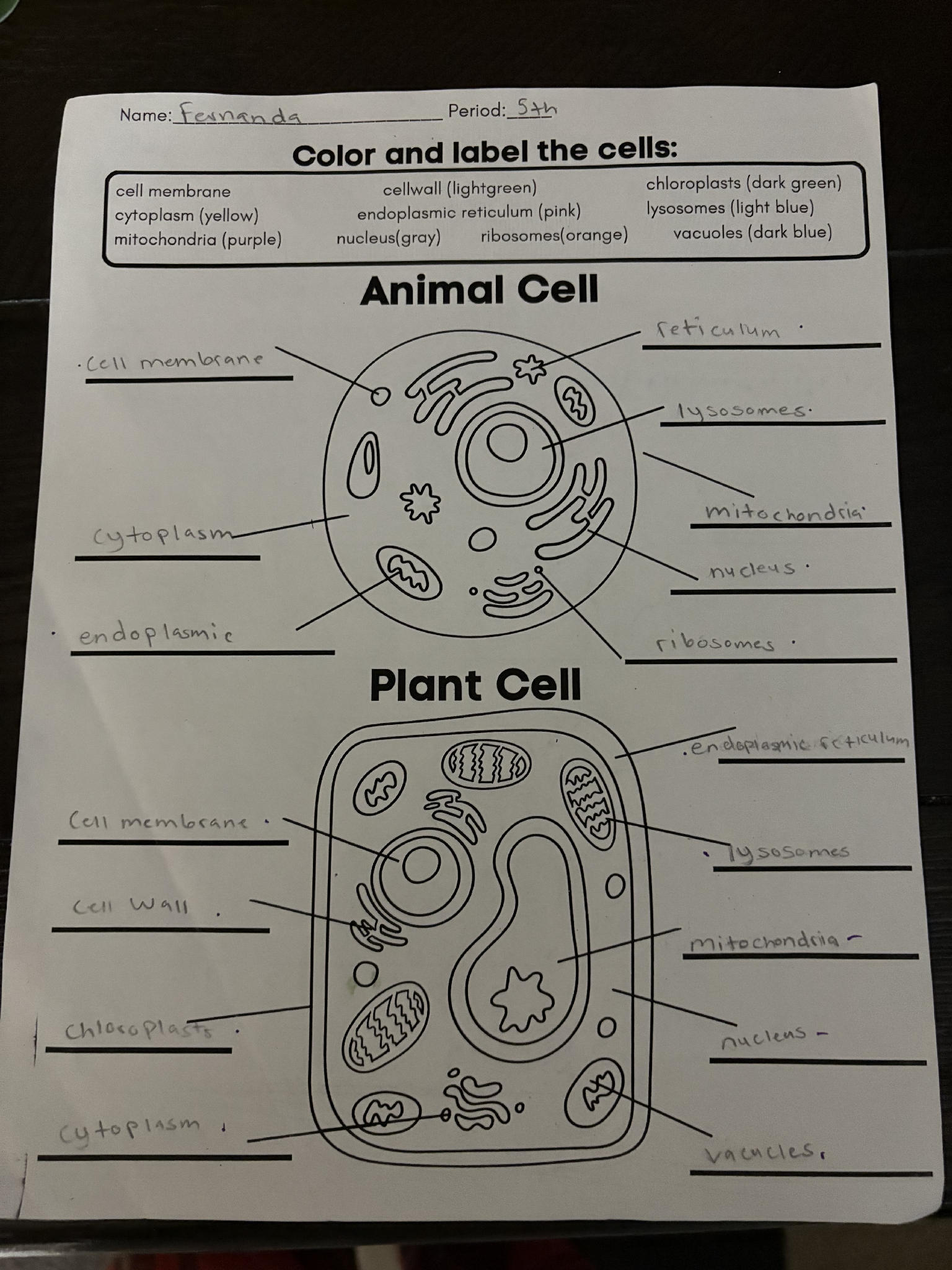 Color and label the cells: **Color Key** | | StudyX