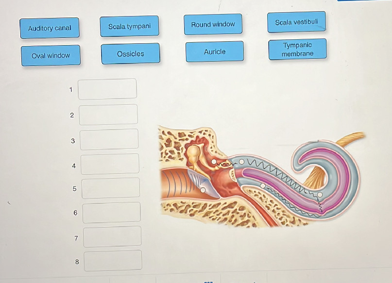Label the parts of the ear shown in the | StudyX