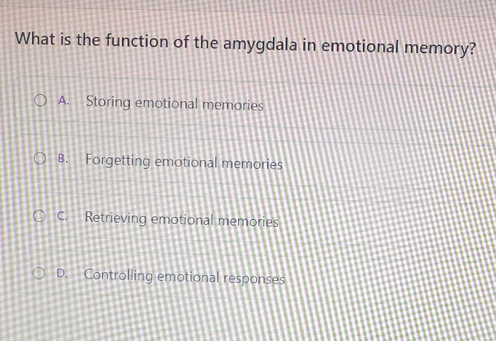 What is the function of the amygdala in | StudyX