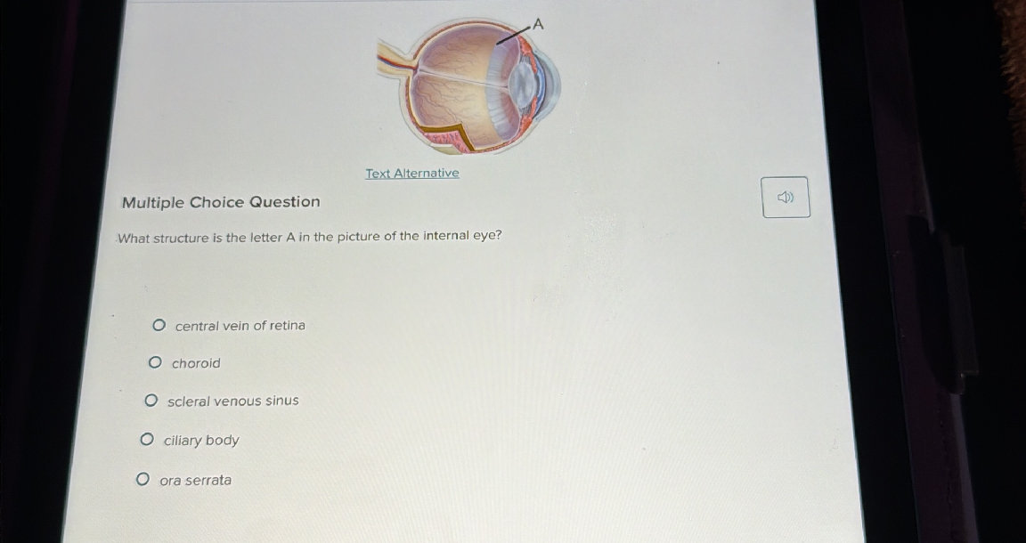 Retina Letters What structure is the letter A in the | StudyX