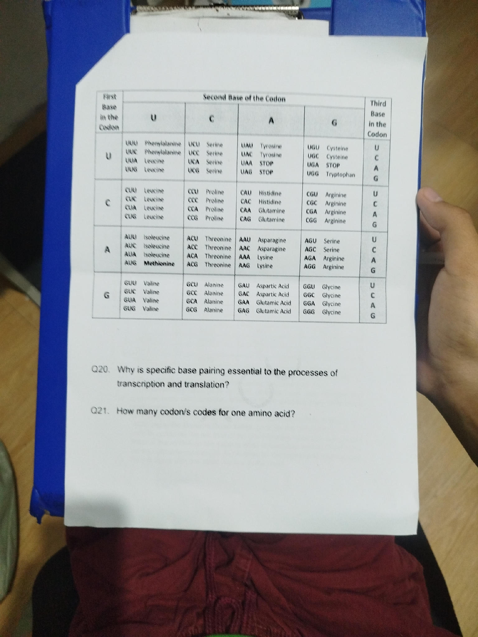 First Base in the Codon | U | C | A | G | | StudyX