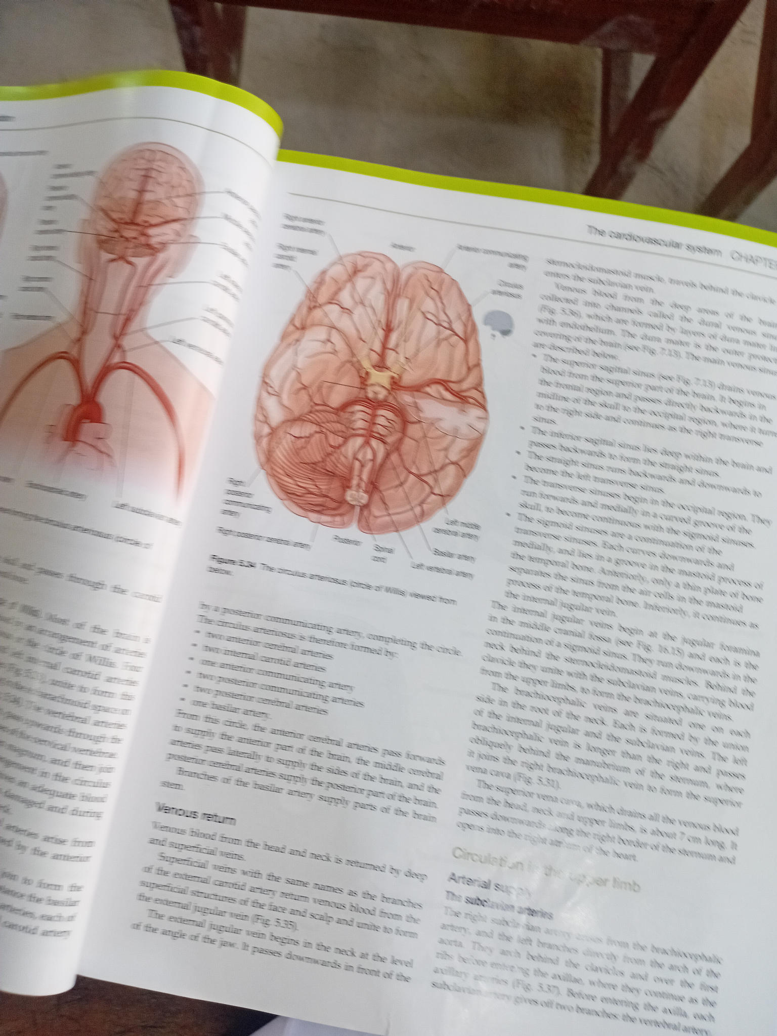 Figure 5.34 The circulus arteriosus (circle | StudyX