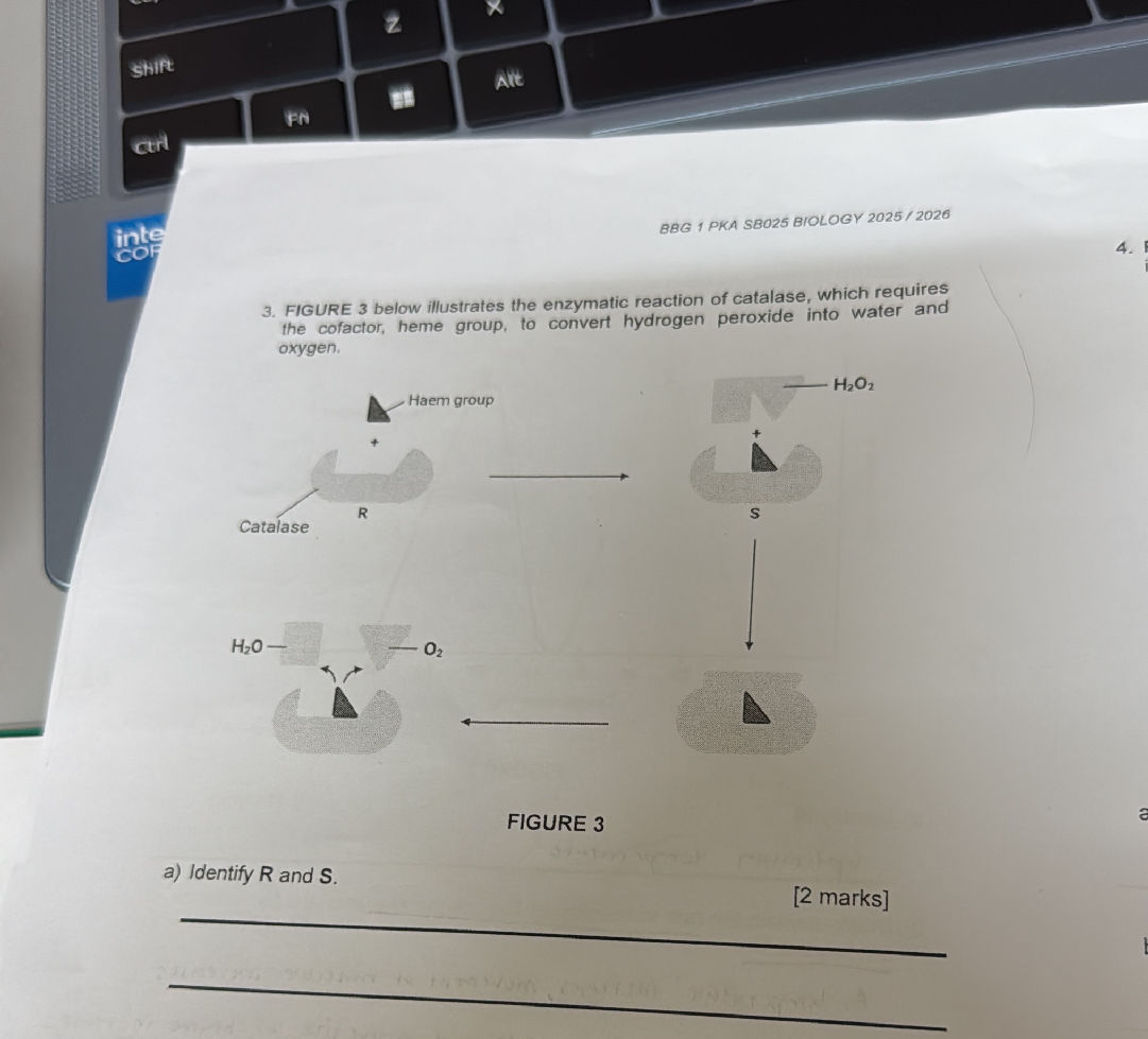 FIGURE 3 below illustrates the enzymatic | StudyX