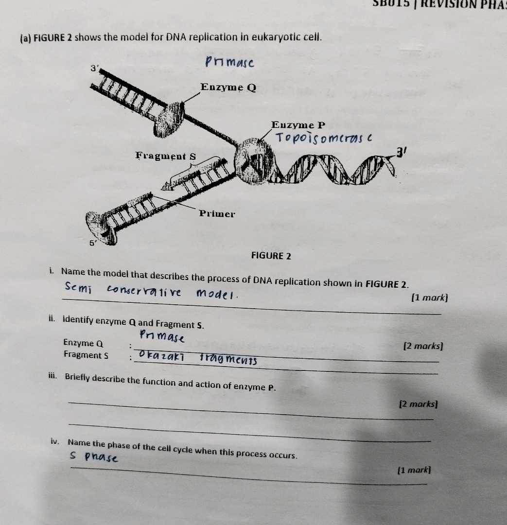 (a) FIGURE 2 shows the model for DNA | StudyX