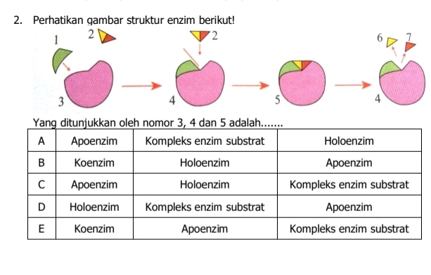 2 Perhatikan gambar struktur enzim berikut | StudyX
