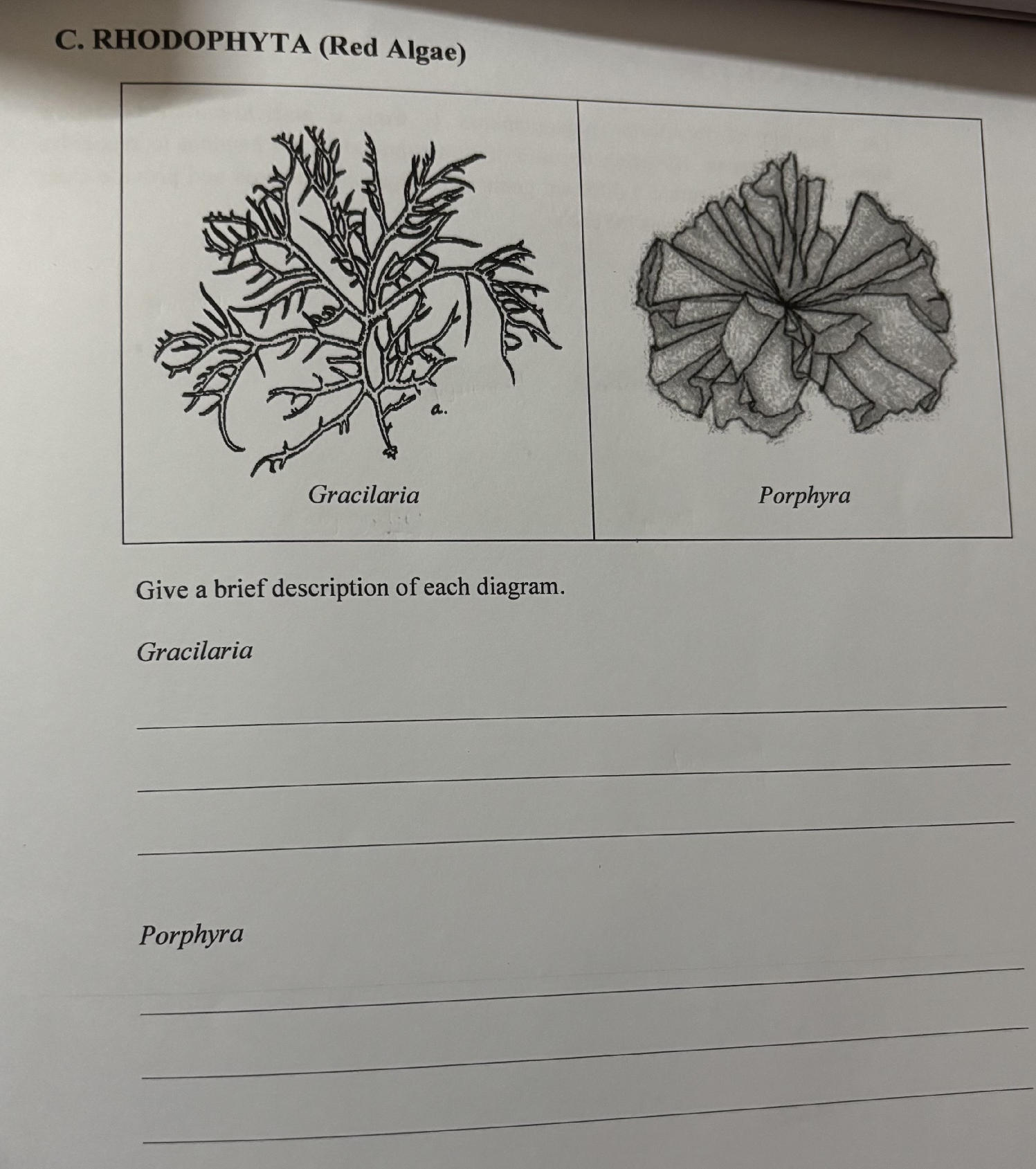Polyphysa Algae C. RHODOPHYTA (Red Algae) [Diagram of | StudyX