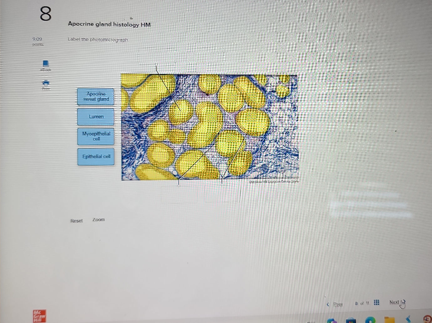 Apocrine gland histology HM Label the | StudyX