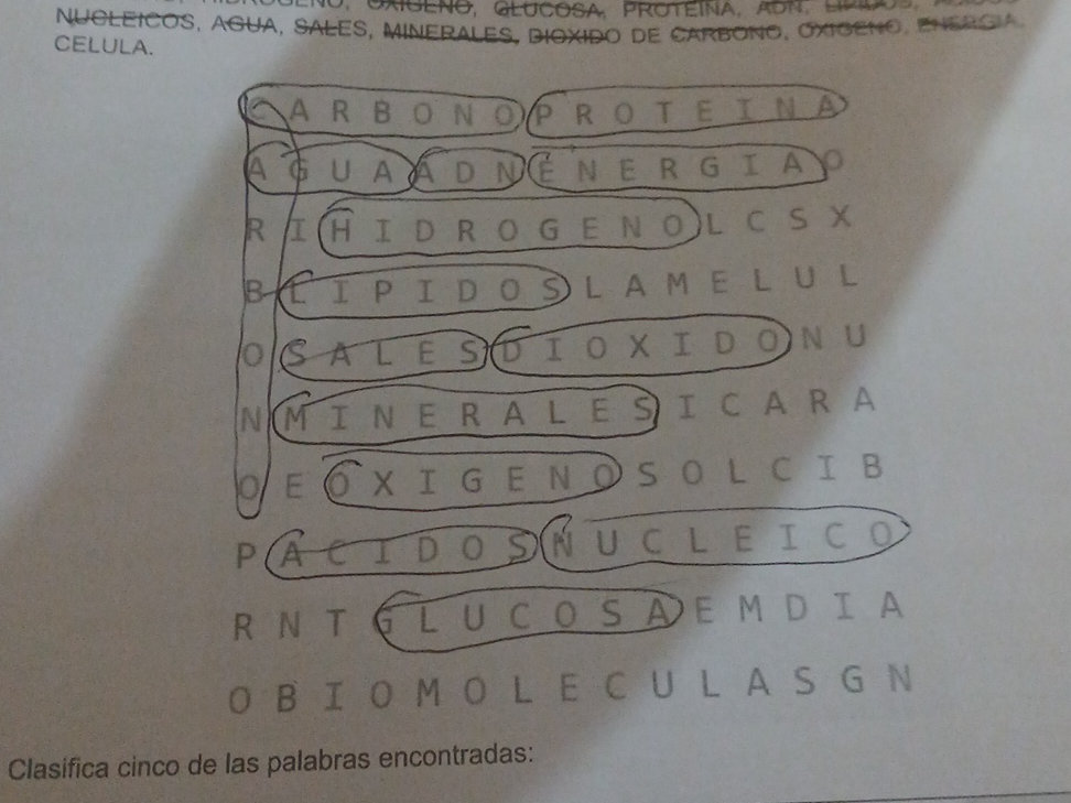 Encuentre las siguientes palabras en la sopa | StudyX