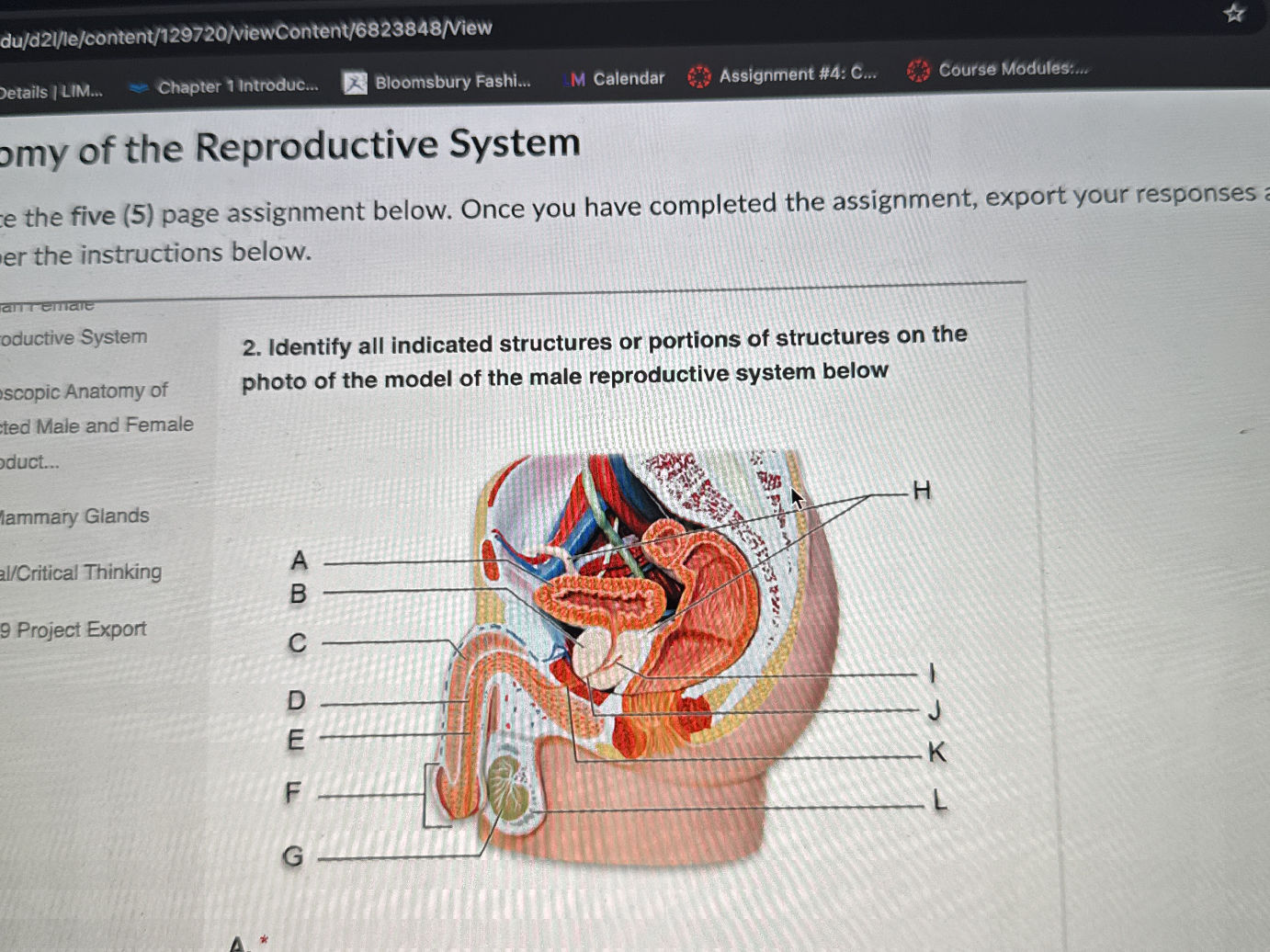 Identify all indicated structures or