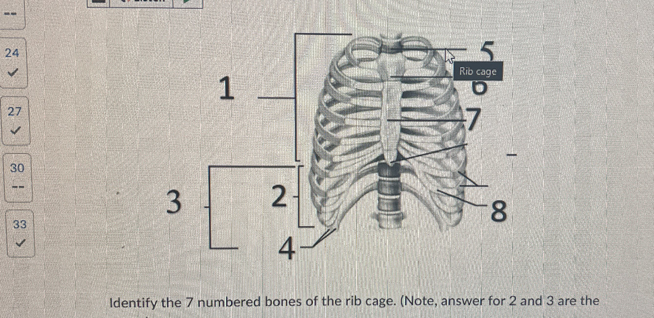 Identify the 7 numbered bones of the rib | StudyX