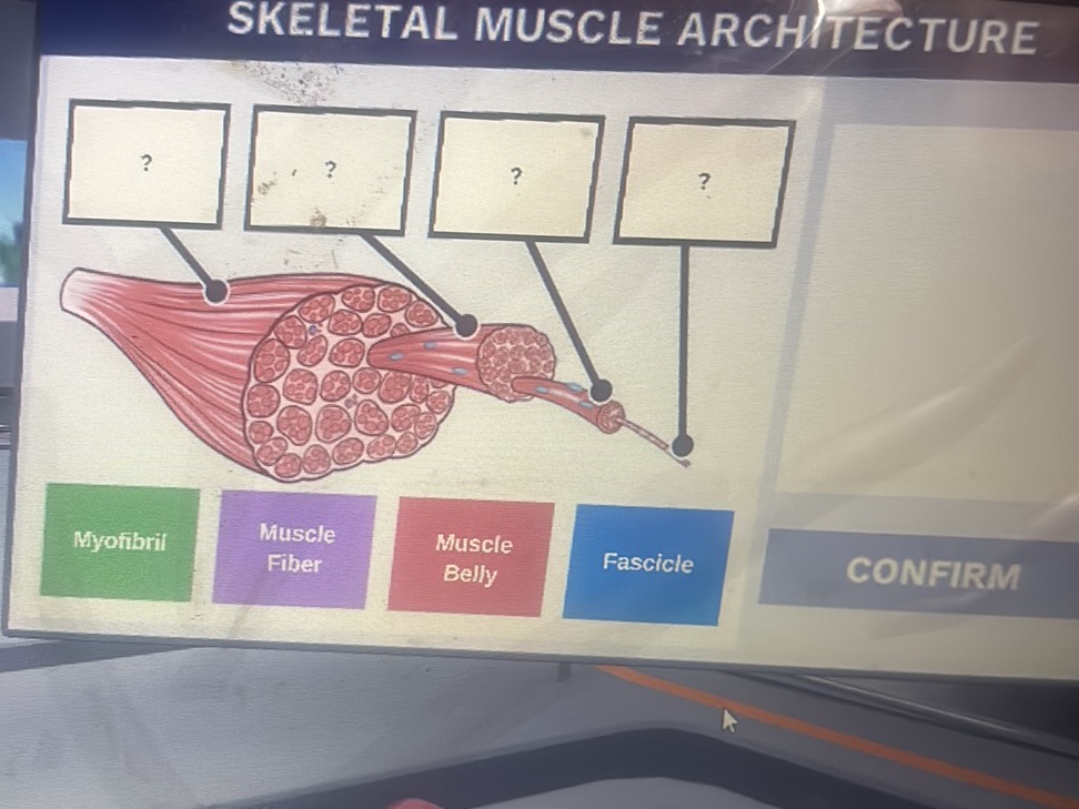 SKELETAL MUSCLE ARCHITECTURE [Diagram of | StudyX