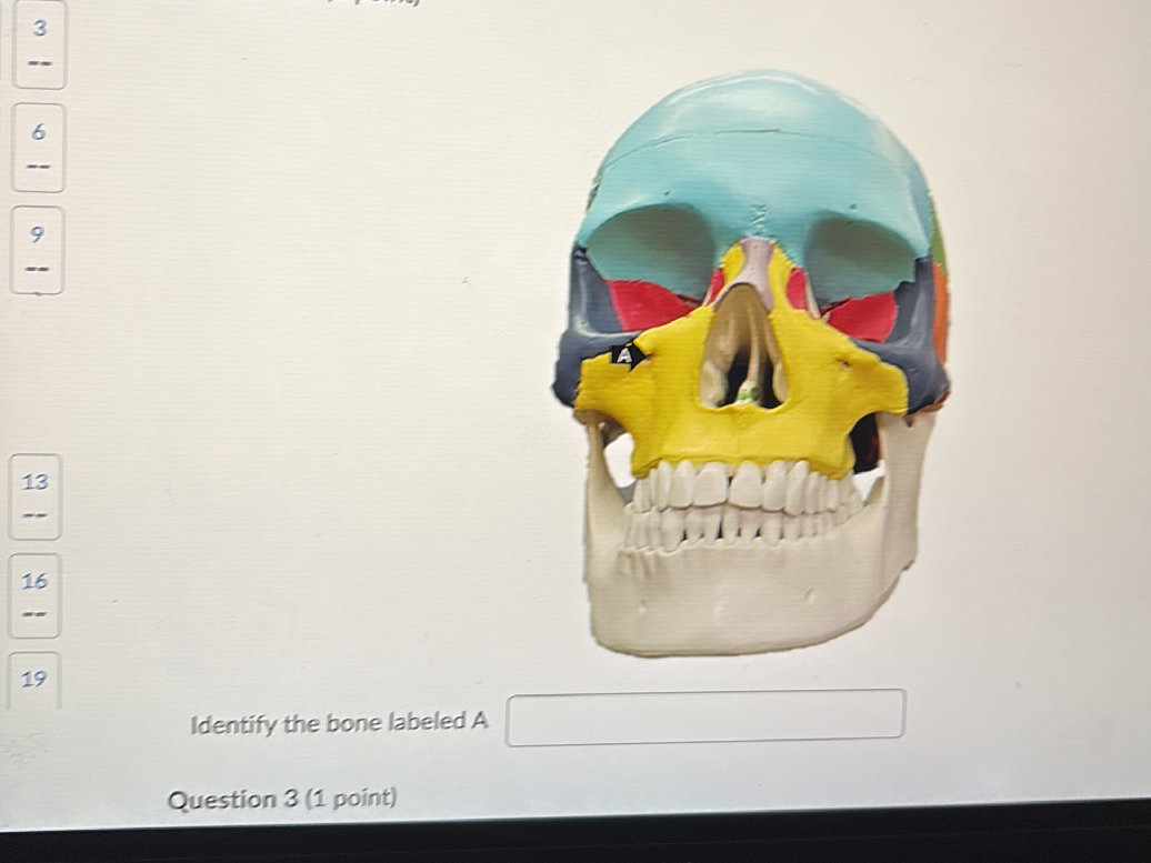 Identify the bone labeled A Question 3 (1 | StudyX