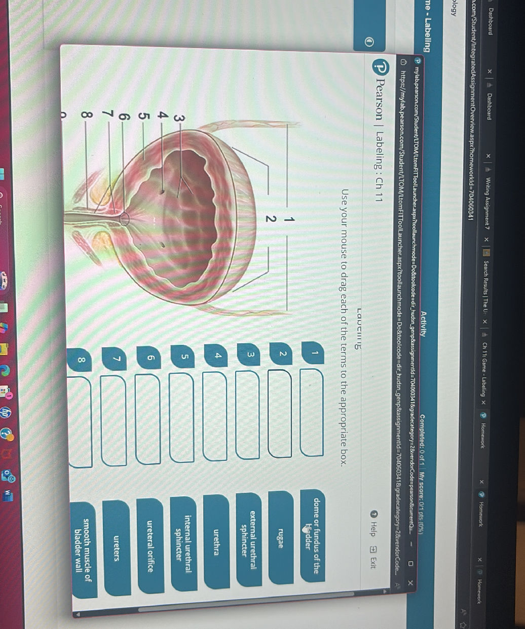 Pearson | Labeling: Ch 11 Use your mouse to | StudyX