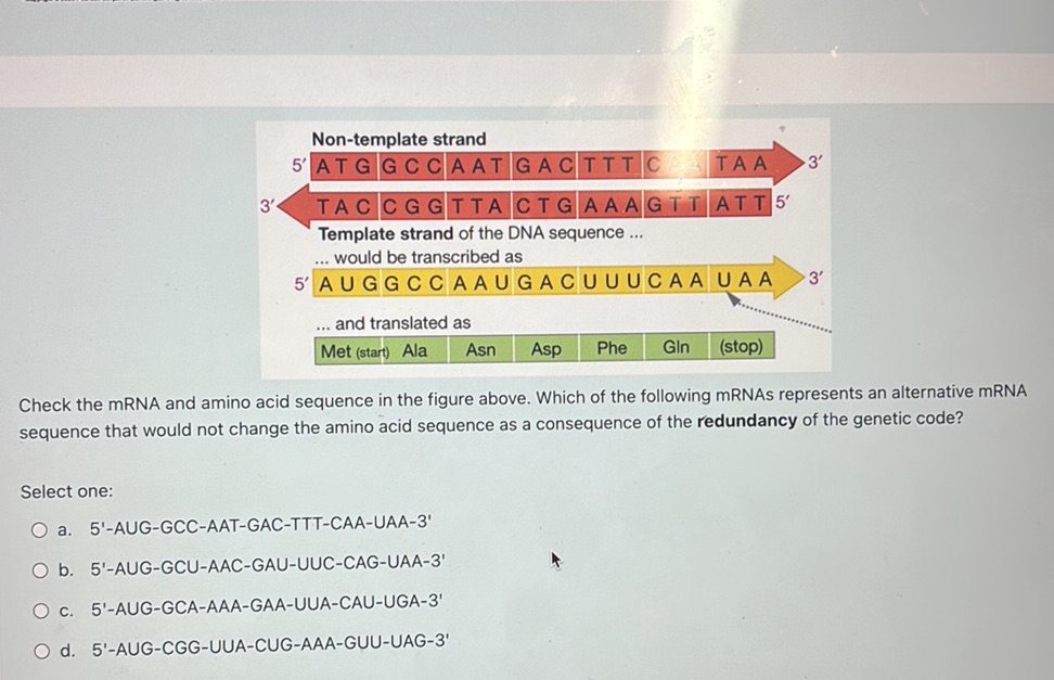 Check the mRNA and amino acid sequence in | StudyX
