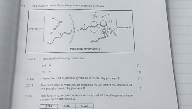 The diagram below shows the process of | StudyX