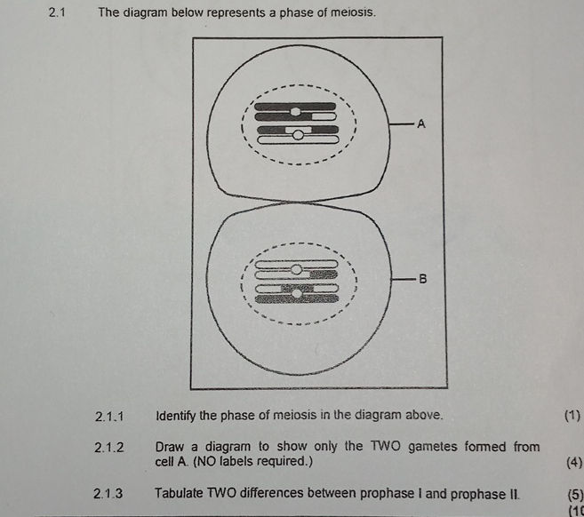 2.1 The diagram below represents a phase of