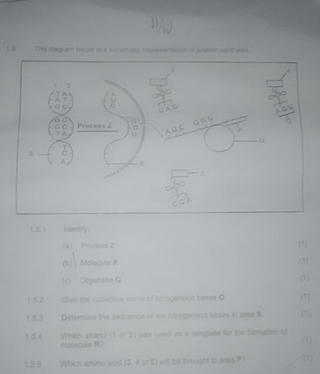 The diagram below is a schematic | StudyX