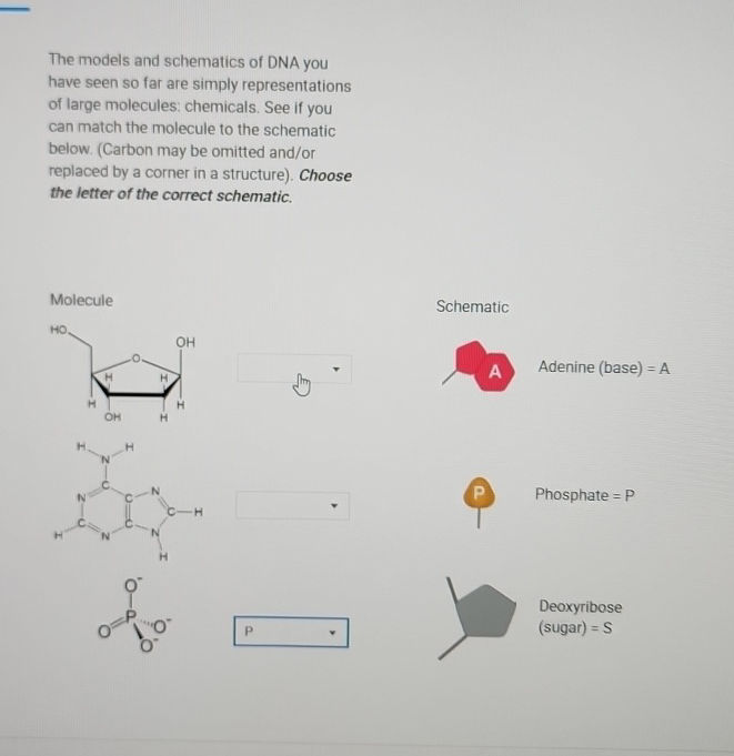 The models and schematics of DNA you have | StudyX