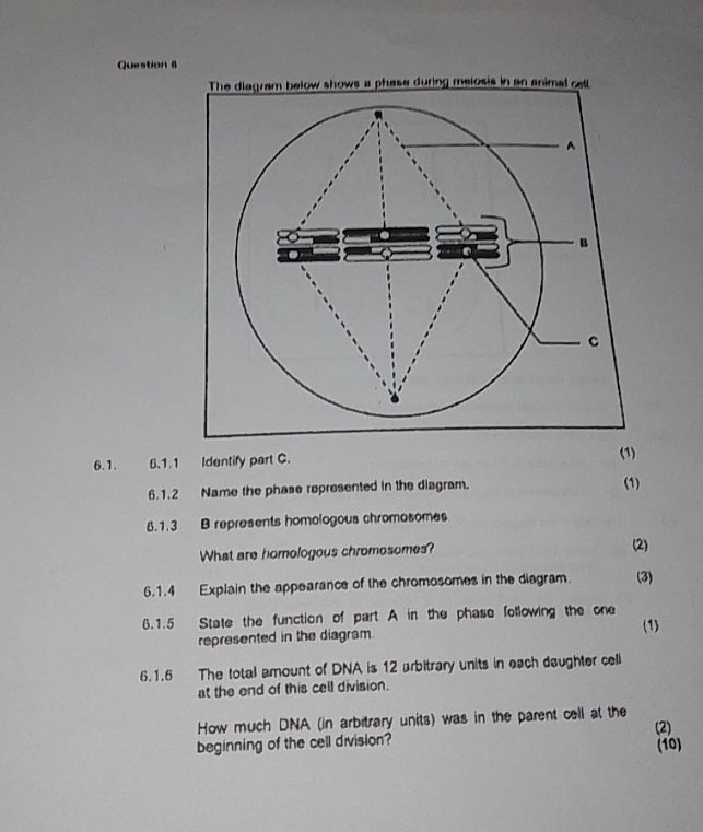 The diagram below shows a phase during | StudyX