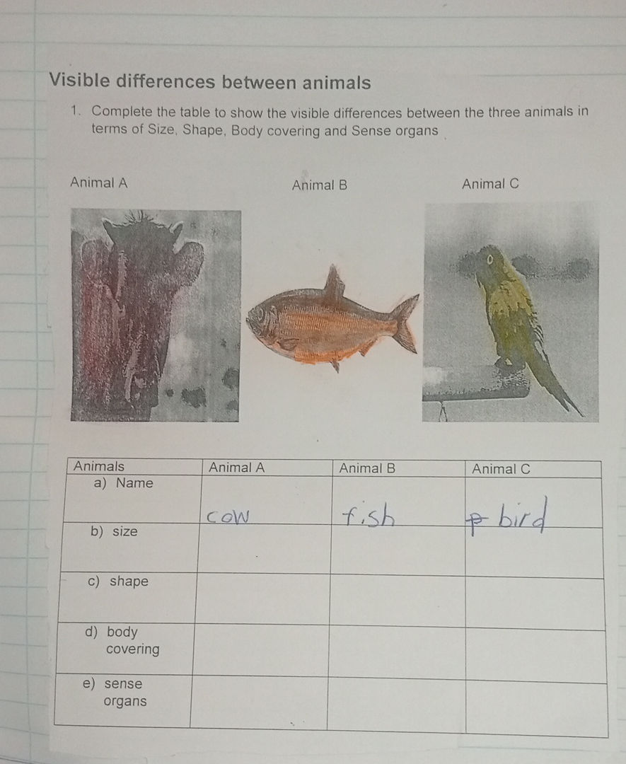Visible differences between animals 1