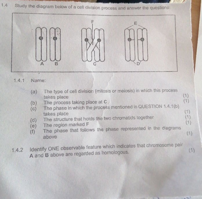 Study the diagram below of a cell division | StudyX