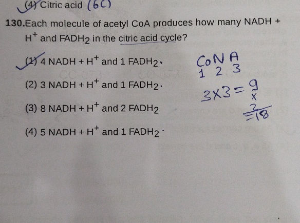130Each molecule of acetyl CoA produces how | StudyX
