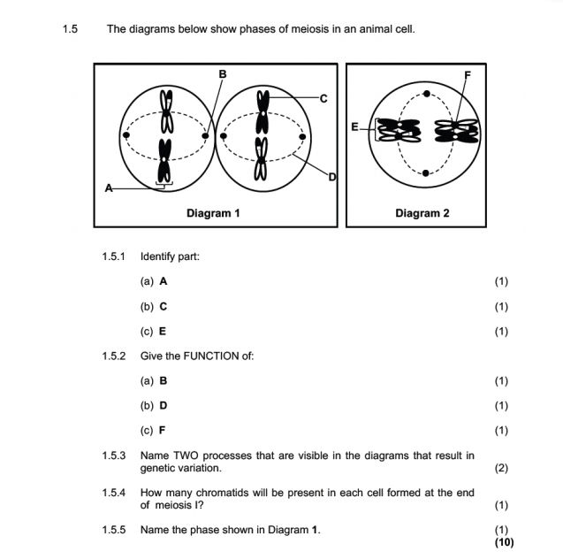 The diagrams below show phases of meiosis in