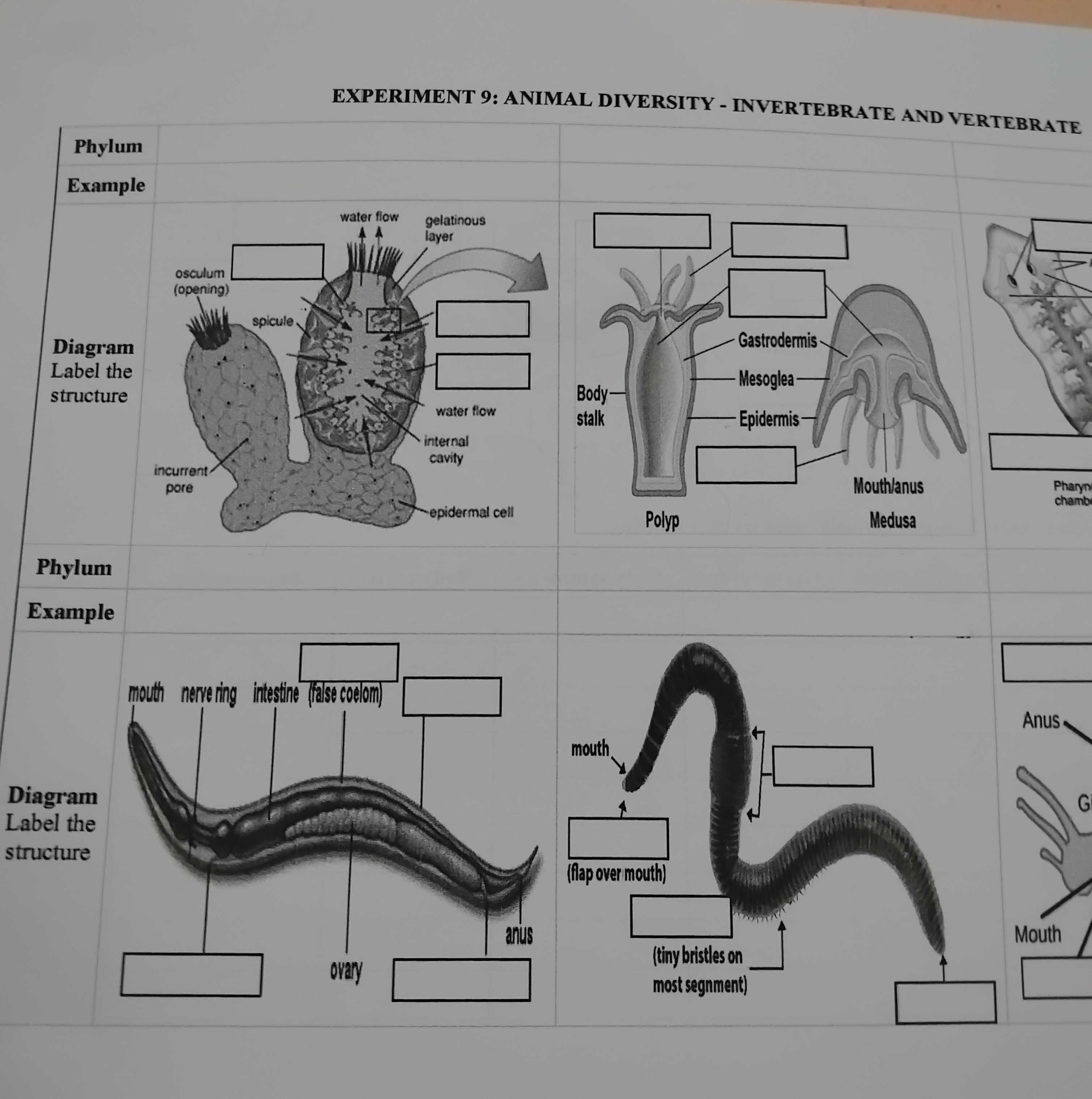 EXPERIMENT 9 ANIMAL DIVERSITY - INVERTEBRATE | StudyX