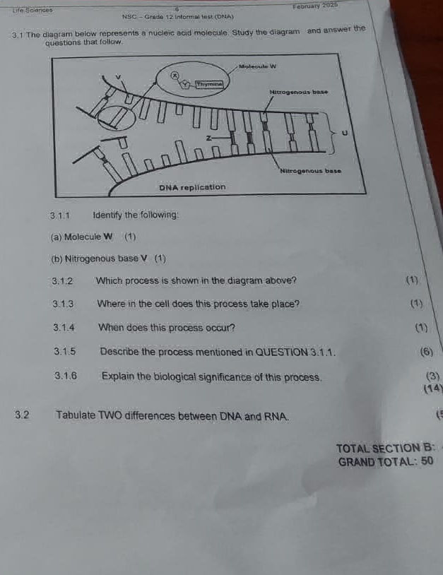 31 The diagram below represents a nucleic