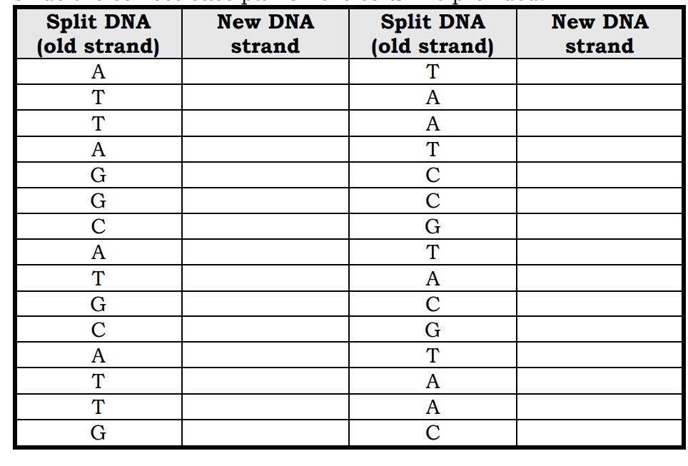 Split DNA (old strand) New DNA strand Split