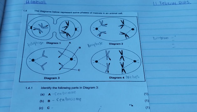 The diagrams below represent some phases of | StudyX
