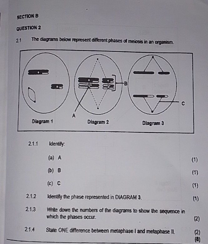 The diagrams below represent different | StudyX