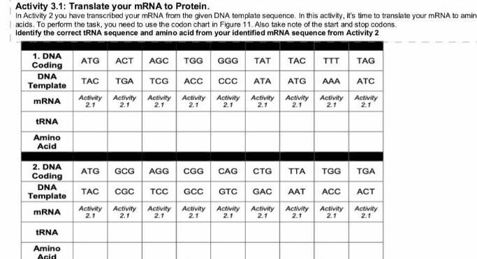 Activity 31 Translate your mRNA to Protein | StudyX
