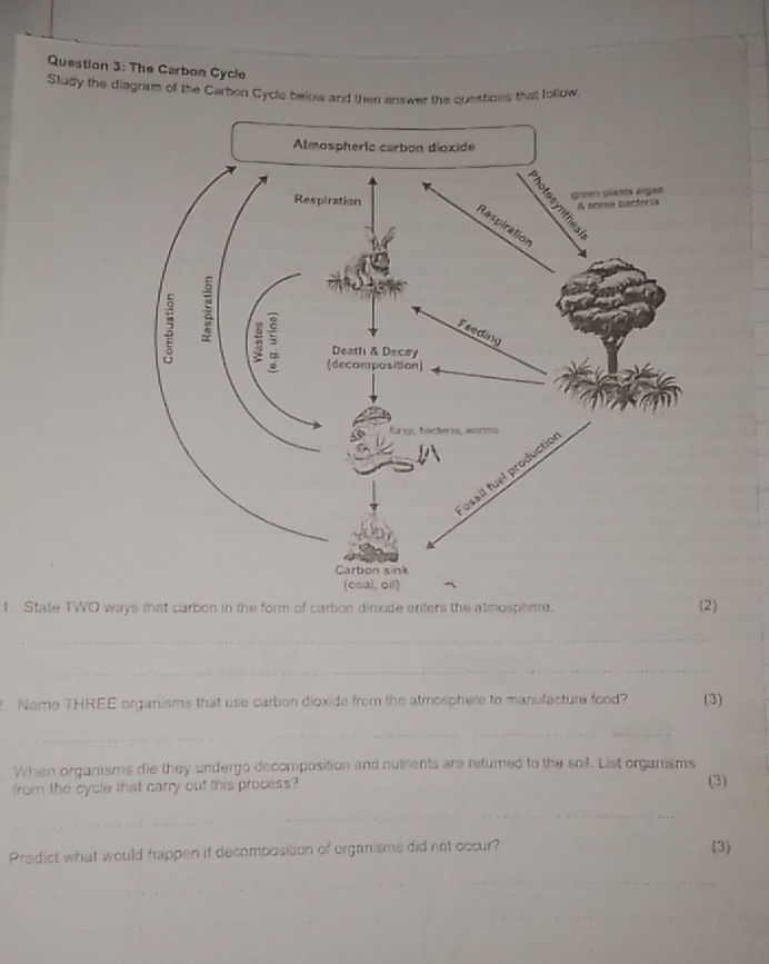Question 3: The Carbon Cycle Study the | StudyX